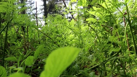 Forest Floor Looking Up From The Ground In The Woods 스톡 동영상 155068301