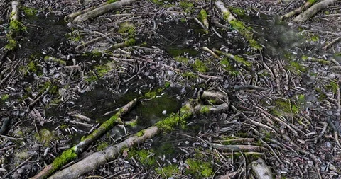 Forest Floor Loop 스톡 동영상 109239039