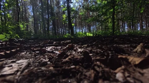 Forest Floor Low Angle Through Tree Trunks Dappled Sunlight Poland Video stock 342729686