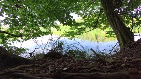 Forest Floor Low Angle View Through Trees to Lake Shore in Summer Vídeo Stock 342852948