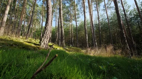 Forest floor macro glide in grassy patch, mixed woodlands of Europe Stock Footage 157386433