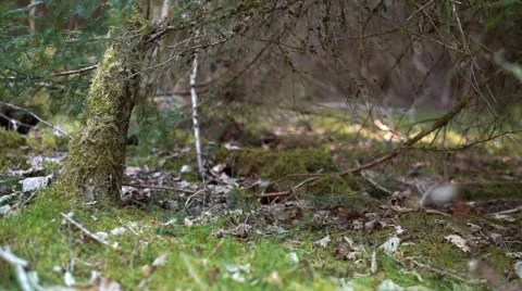 Forest Floor Macro Slow Motion Stock Footage 49930021