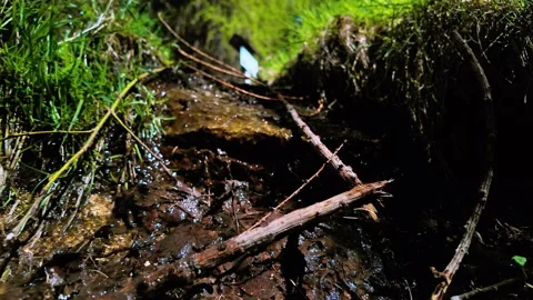 Forest Floor Micro Stream Slow Motion Stock-Footage 308228877