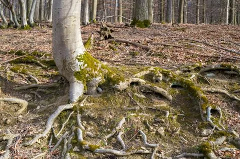 Forest Floor, Mossy Tree Base Stock Photos
