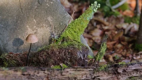 Forest floor mushroom Stock Footage 73004533