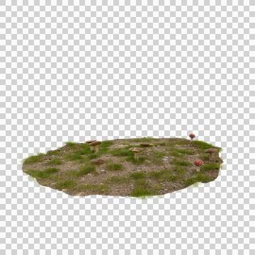 Forest floor mushroom patch isolated autumnal background nature photography 스톡 사진
