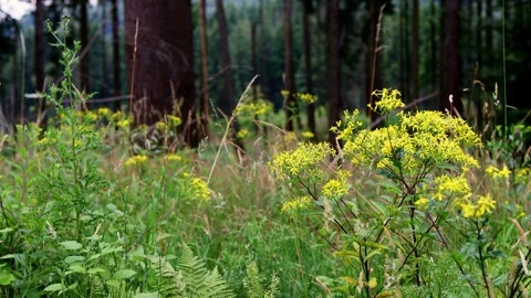 A forest floor nature blur background 4k 30fps video Stock-Footage 281771140