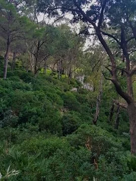 Forest floor perspective with pine trees and trunks Stock Photos