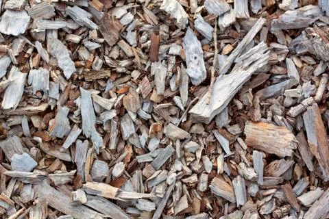 Forest floor Stock Photos