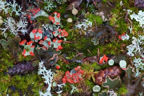 Forest floor Stock Photos