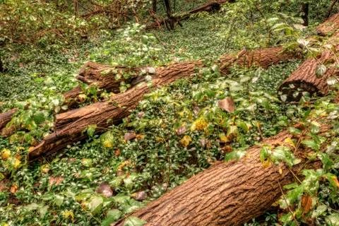 Forest floor Stock Photos