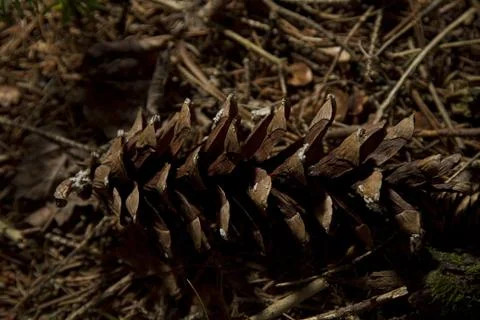 Forest floor Foto stock