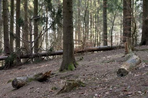 Forest floor Stock Photos