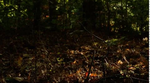 Forest Floor Stock Photos