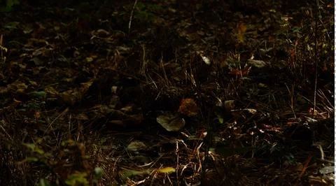 Forest Floor Stock Photos