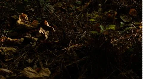 Forest Floor Stock Photos