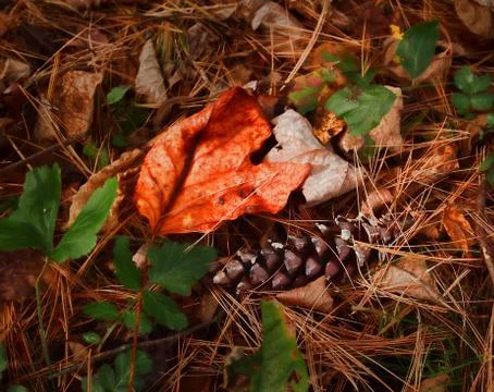 Forest floor Stock Photos