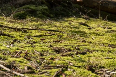 Forest floor Foto stock