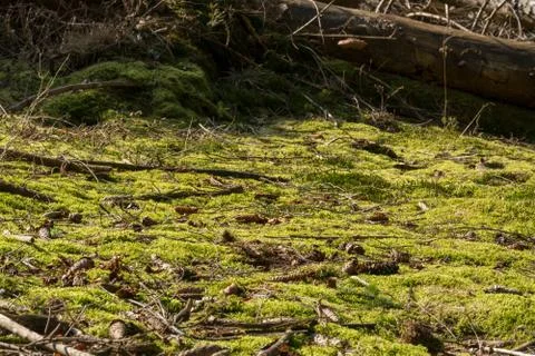 Forest floor Foto stock
