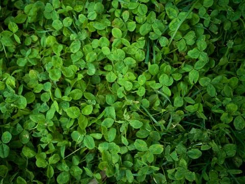 Forest Floor Stock-Fotos