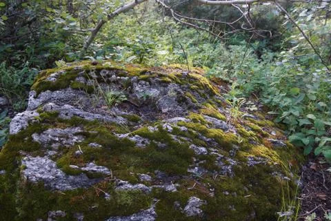 Forest Floor Stock Photos
