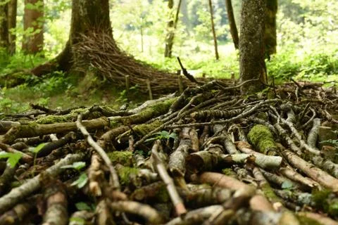 Forest floor Stock Photos