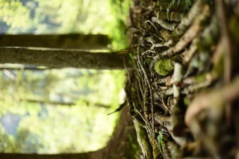 Forest floor Stock Photos