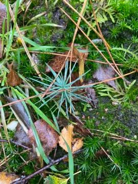 Forest Floor 스톡 사진