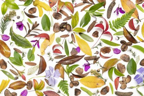 Forest Floor 스톡 사진