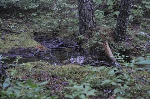 Forest Floor Stock Photos