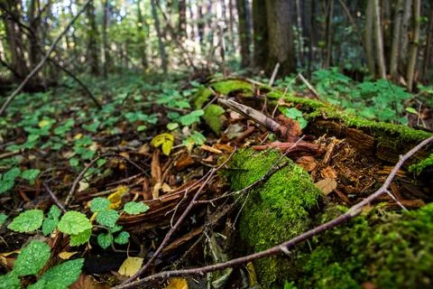 Forest Floor Stock Photos