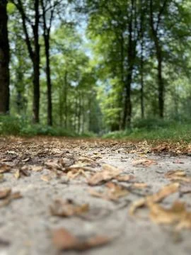 Forest floor Stock Photos