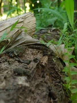 Forest Floor Stock Photos