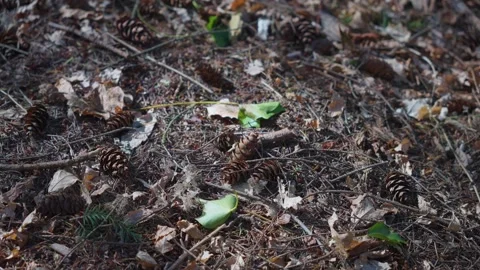Forest Floor with Pine Cones and Fallen Leaves Stock Footage 256955295