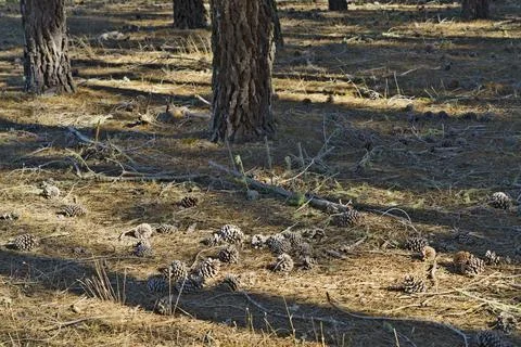 Forest Floor with Pine Cones and Tree Shadows Stock Photos