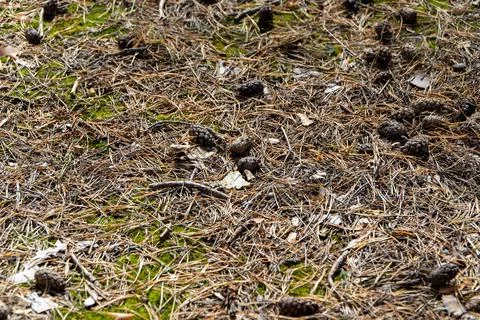Forest Floor With Pine Cones And Moss Stock Photos