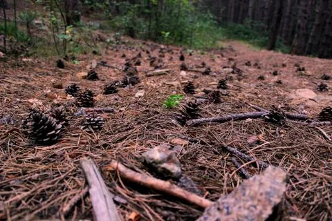 Forest floor pine cones Stock Photos