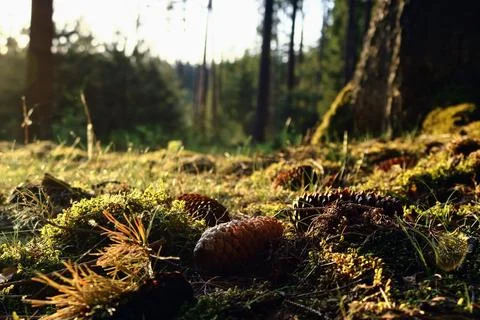 Forest Floor with Pine Cones Fotos de archivo
