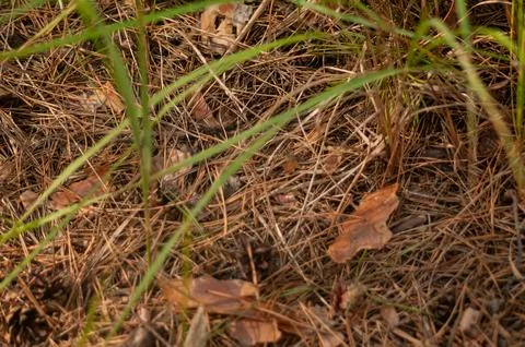 Forest floor with pine needles and green grass blades Stock Photos