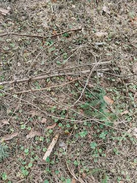 Forest Floor with Pine Needles, Twigs and Green Clover Stockfoto's