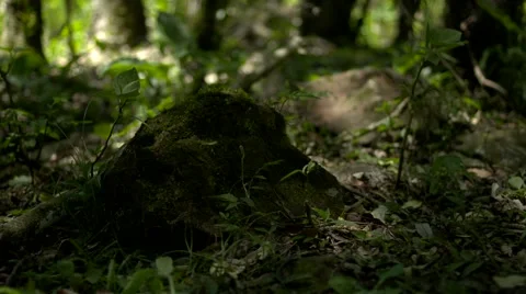 Forest floor with plants and rocks Video stock 64767557