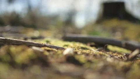 Forest floor pull focus Stock Footage 75070434