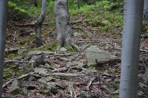 Forest floor with rocks, fallen branches, and mossy tree trunks in a dense .. Stock-Fotos