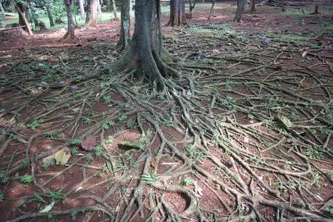 Forest Floor Root Network Stock Photos