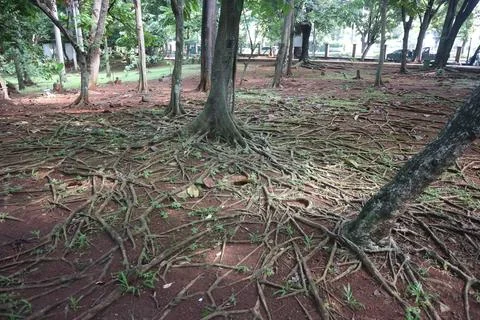 Forest Floor Root Network Stock Photos