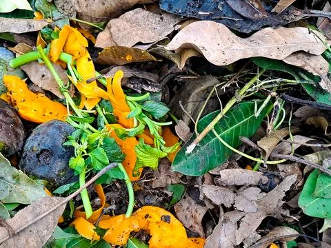 A forest floor scene featuring vibrant orange peels amidst decaying leaves .. 스톡 사진