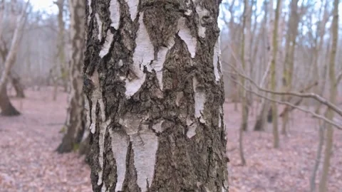 Forest Floor Scenery: Oak Leaves and Grey Wood Texture Stock Footage 346196316