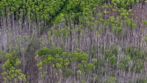 Forest floor shows stark contrast between green and bare trees Stock Footage 337539651