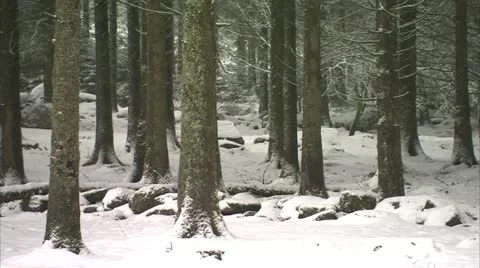 Forest floor in snow Bellever Video stock 20644733