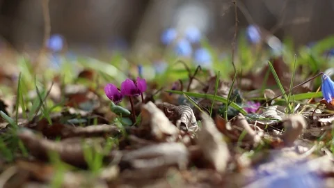 Forest Floor in Spring Stock Footage 127156312